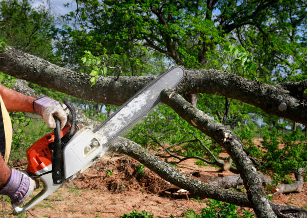 How Our Tree Care Process Works  in  Ypsilanti, MI